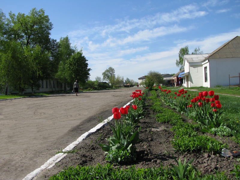 Файл:Тюльпани.jpg