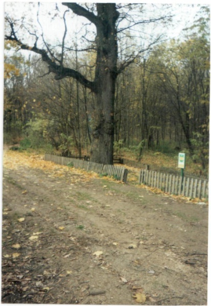 Файл:Дуб.Н.Слобода.jpg