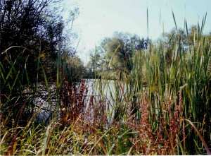 Річка Сула.jpg