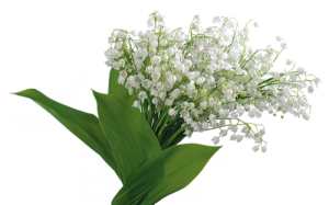 Конвалія.png