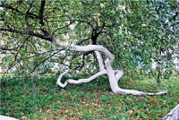 Яблуня 115.jpg